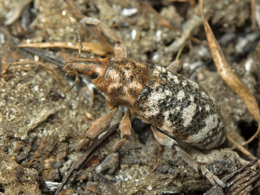 Adosomus roridus (Pallas, 1781)